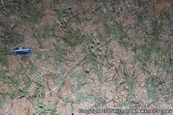 Western Diamond-backed Rattlesnake (Crotalus atrox)