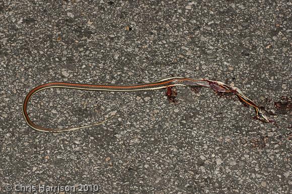 Red-striped Ribbonsnake (Thamnophis proximus rubrilineatus)