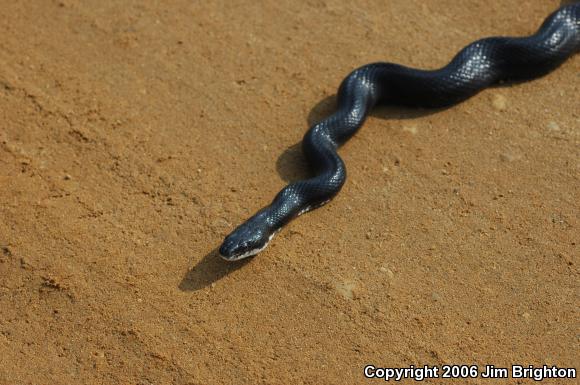 Black Ratsnake (Pantherophis obsoletus obsoletus)