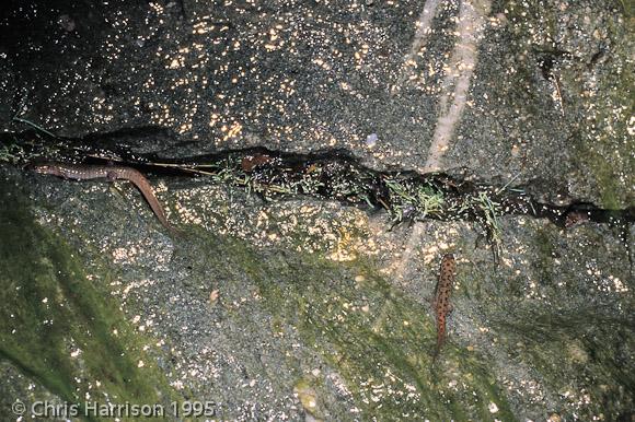 Carolina Mountain Dusky Salamander (Desmognathus carolinensis)