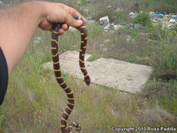 California Kingsnake (Lampropeltis getula californiae)