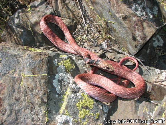 Red Racer (Coluber flagellum piceus)