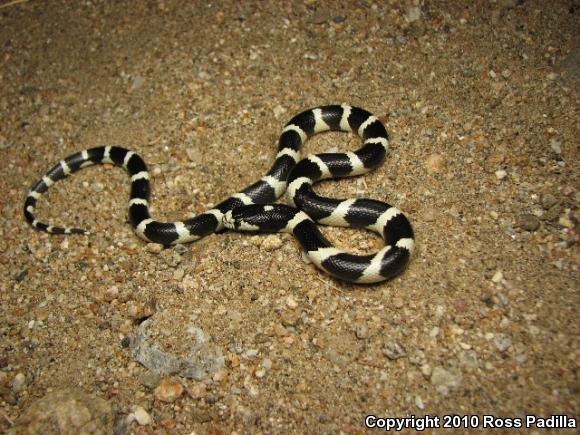 California Kingsnake (Lampropeltis getula californiae)