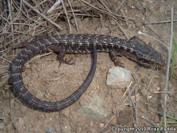 San Diego Alligator Lizard (Elgaria multicarinata webbii)