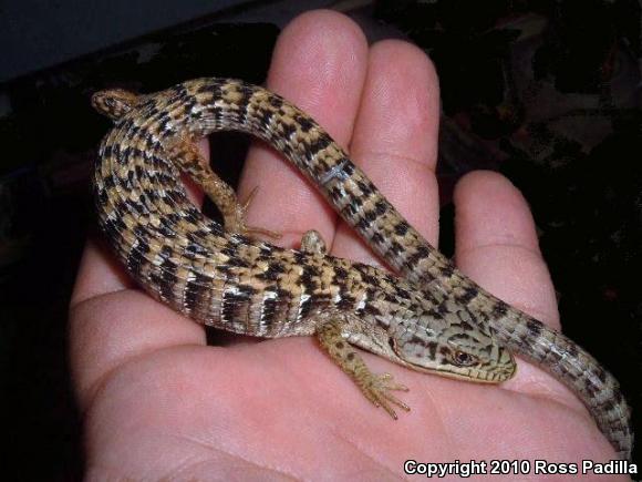 San Diego Alligator Lizard (Elgaria multicarinata webbii)