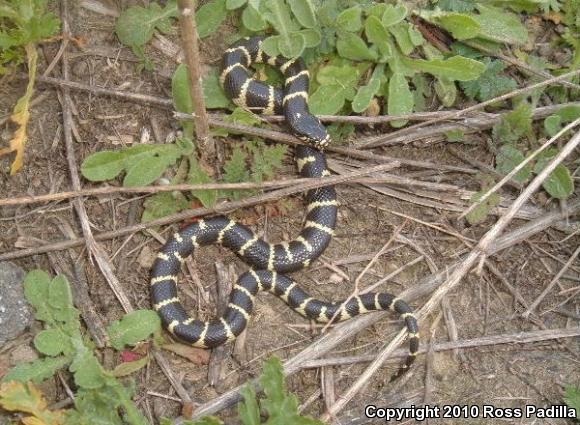 California Kingsnake (Lampropeltis getula californiae)