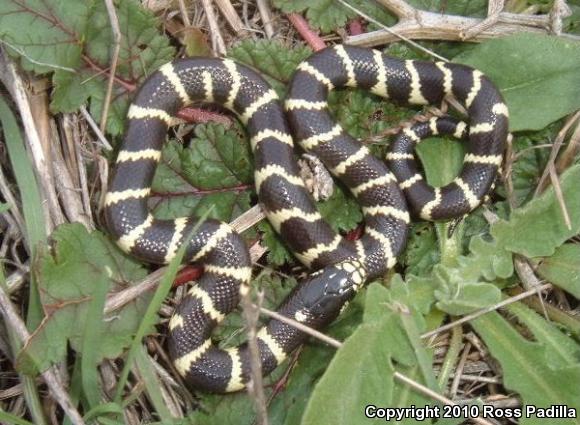 California Kingsnake (Lampropeltis getula californiae)