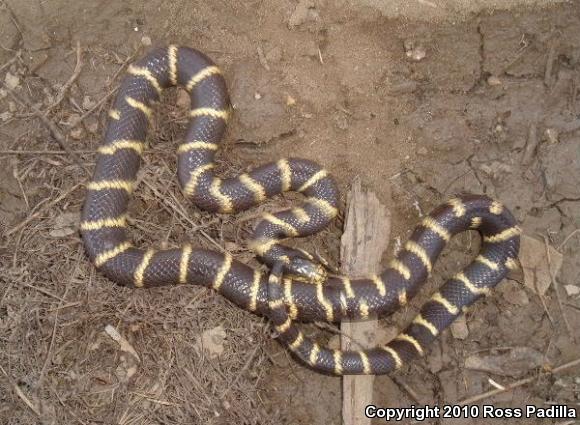 California Kingsnake (Lampropeltis getula californiae)