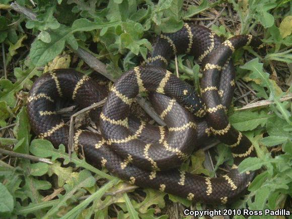 California Kingsnake (Lampropeltis getula californiae)