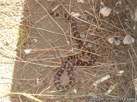 California Kingsnake (Lampropeltis getula californiae)