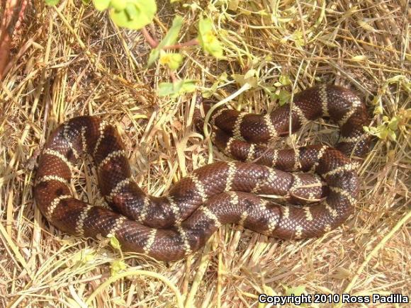 California Kingsnake (Lampropeltis getula californiae)