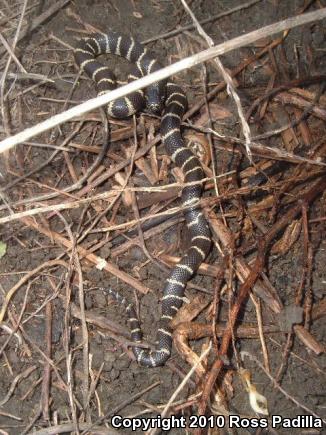 California Kingsnake (Lampropeltis getula californiae)