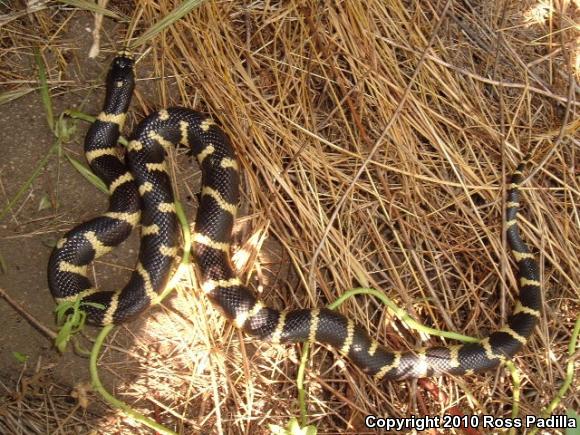 California Kingsnake (Lampropeltis getula californiae)