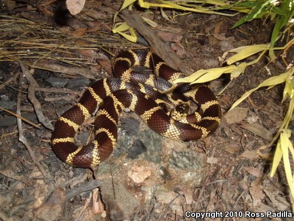 California Kingsnake (Lampropeltis getula californiae)