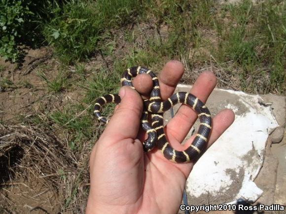 California Kingsnake (Lampropeltis getula californiae)