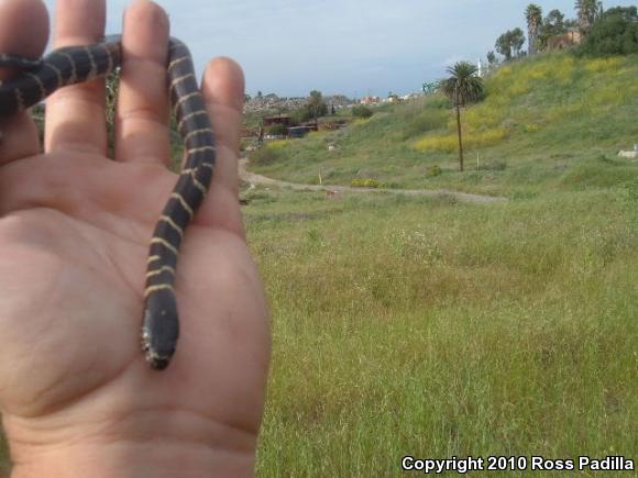 California Kingsnake (Lampropeltis getula californiae)