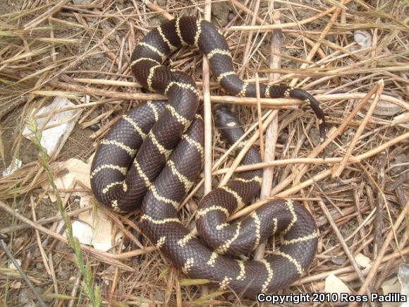 California Kingsnake (Lampropeltis getula californiae)