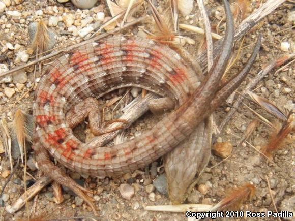 San Diego Alligator Lizard (Elgaria multicarinata webbii)