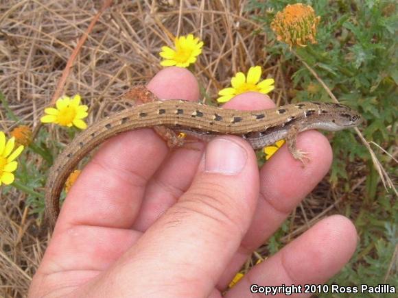 San Diego Alligator Lizard (Elgaria multicarinata webbii)