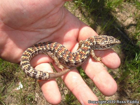 San Diego Alligator Lizard (Elgaria multicarinata webbii)