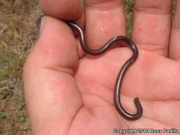 Brahminy Blindsnake (Ramphotyphlops braminus)