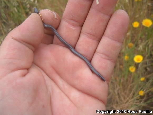 Brahminy Blindsnake (Ramphotyphlops braminus)