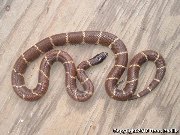 California Kingsnake (Lampropeltis getula californiae)