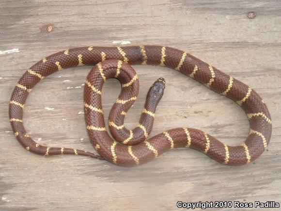 California Kingsnake (Lampropeltis getula californiae)