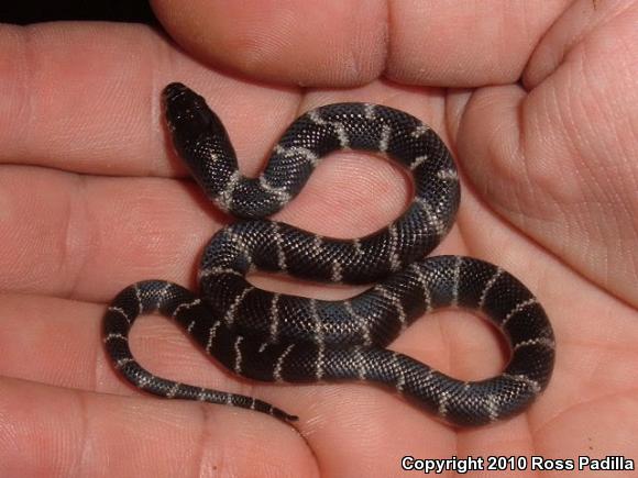 California Kingsnake (Lampropeltis getula californiae)