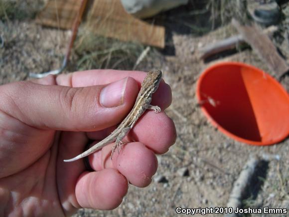 Eastern Side-blotched Lizard (Uta stansburiana stejnegeri)