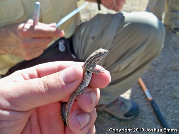 Eastern Side-blotched Lizard (Uta stansburiana stejnegeri)