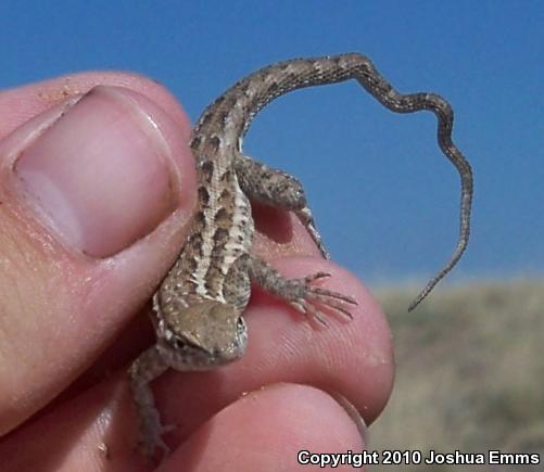 Eastern Side-blotched Lizard (Uta stansburiana stejnegeri)