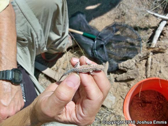 Eastern Side-blotched Lizard (Uta stansburiana stejnegeri)