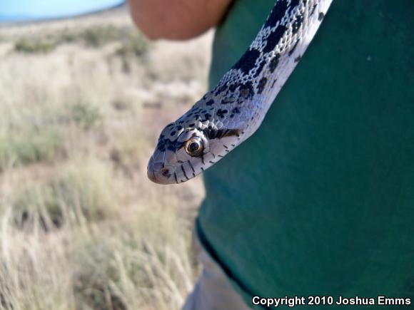 Sonoran Gopher Snake (Pituophis catenifer affinis)