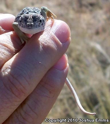 Eastern Collared Lizard (Crotaphytus collaris)