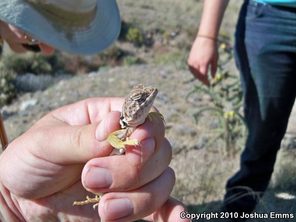 Eastern Collared Lizard (Crotaphytus collaris)