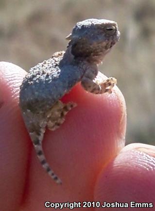 Round-tailed Horned Lizard (Phrynosoma modestum)