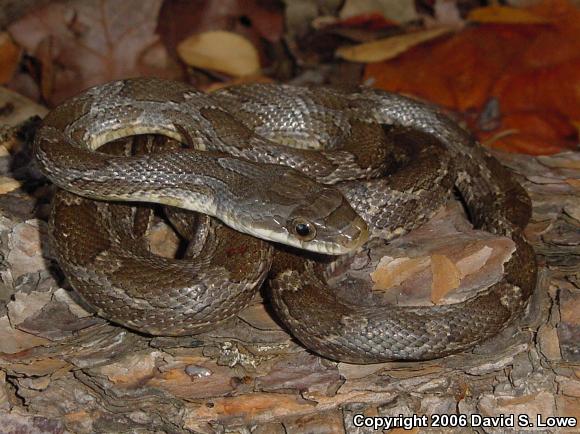 Black Ratsnake (Pantherophis obsoletus)