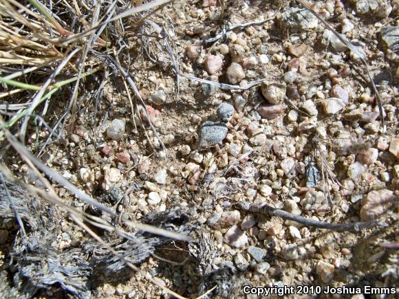 Round-tailed Horned Lizard (Phrynosoma modestum)