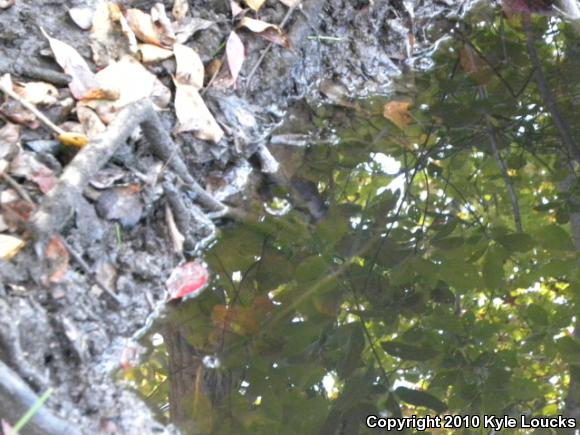 Northern Green Frog (Lithobates clamitans melanota)