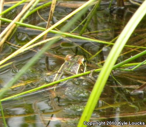 Southern Leopard Frog (Lithobates sphenocephalus utricularius)