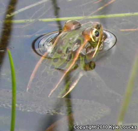 Southern Leopard Frog (Lithobates sphenocephalus utricularius)