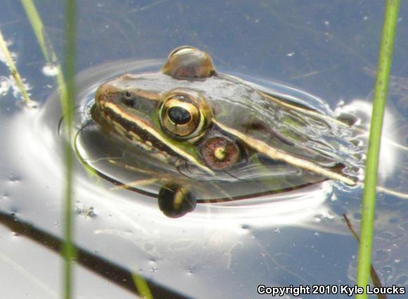 Southern Leopard Frog (Lithobates sphenocephalus utricularius)