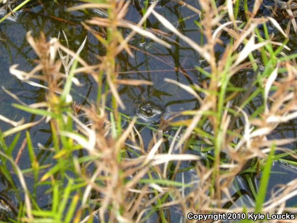 Northern Green Frog (Lithobates clamitans melanota)