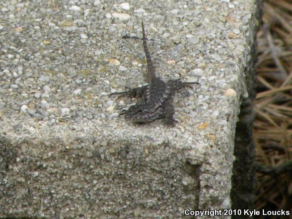 Eastern Fence Lizard (Sceloporus undulatus)