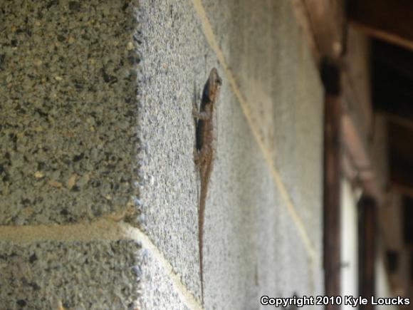 Eastern Fence Lizard (Sceloporus undulatus)