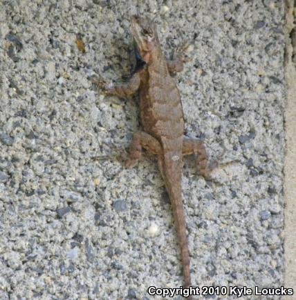 Eastern Fence Lizard (Sceloporus undulatus)