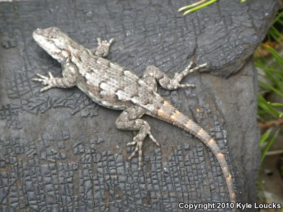 Eastern Fence Lizard (Sceloporus undulatus)