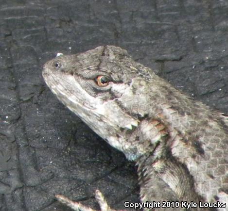 Eastern Fence Lizard (Sceloporus undulatus)