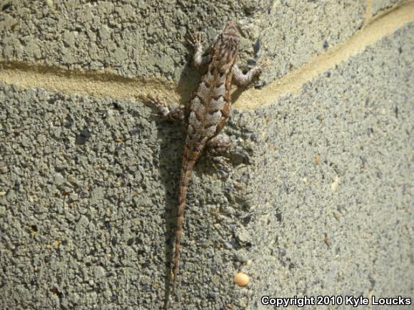 Eastern Fence Lizard (Sceloporus undulatus)